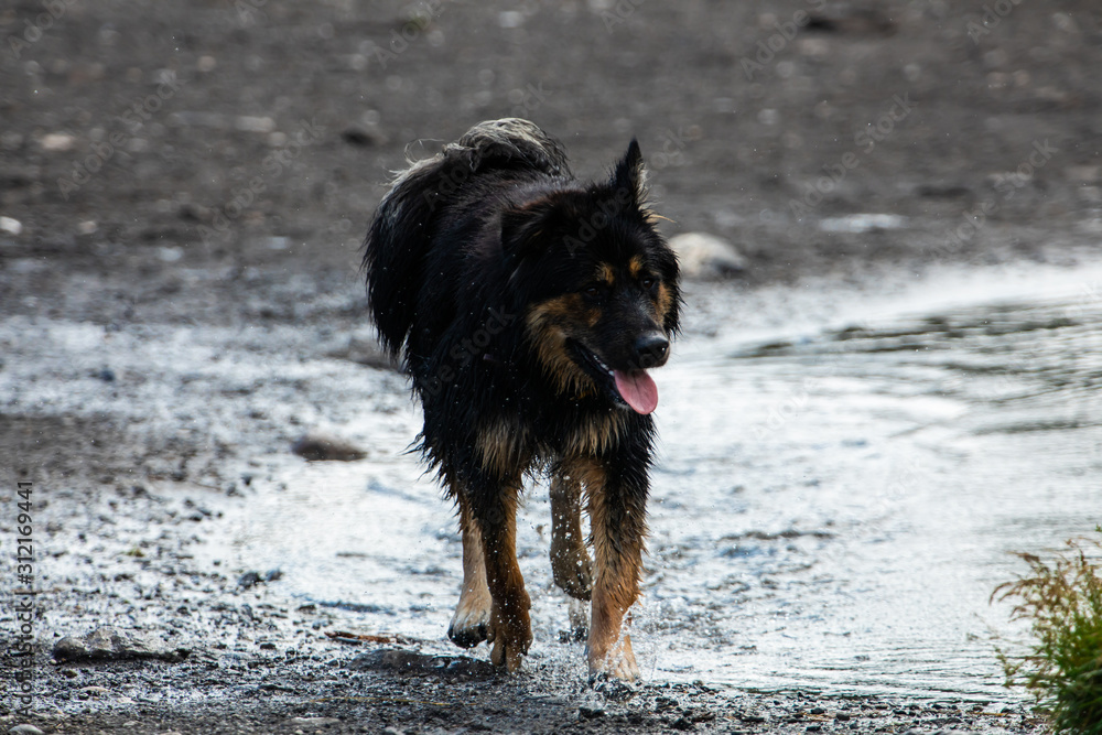 cute black long haired dog similar to Malamute Bernese German Shepherd running with his tongue out on the bank of a river