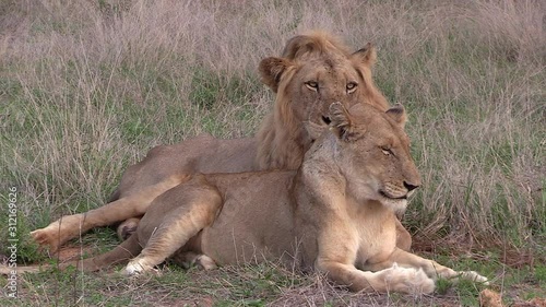 A male lion and lioness rest together in the grass in Africa.