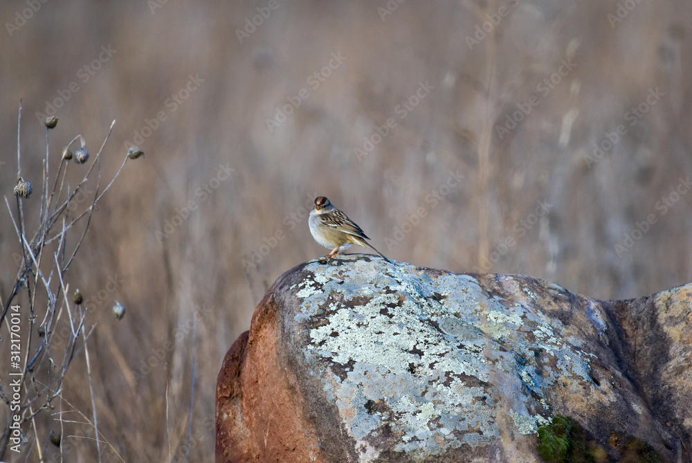 Birds enjoying a sunny morning on a rock Birds enjoying a sunny morning on a rock