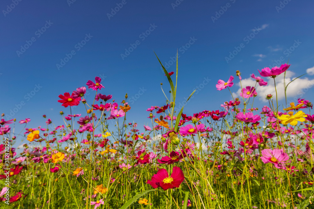 Cosmos flower field in Chiang Rai, Thailand Cosmos flower field in Chiang Rai, Thailand