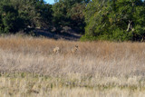 Coyote in a field hunting prey