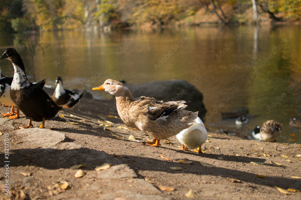 Wild Duck large plan on autumn lake Wild Duck large plan on autumn lake