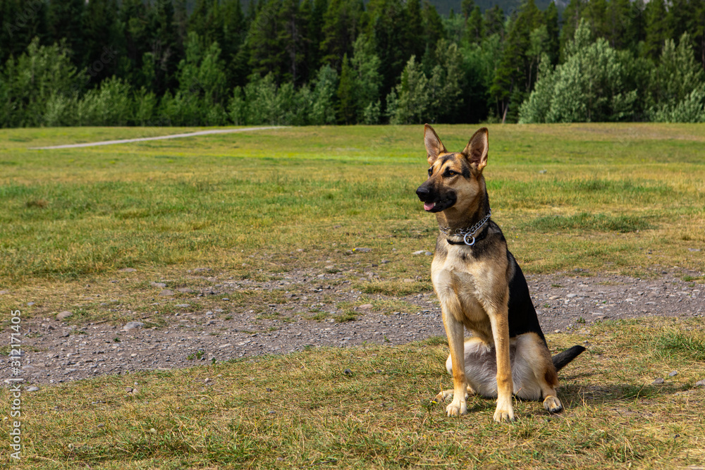 dog breed similar to the German shepherd sitting in a meadow with an attentive look at his master waiting for his orders