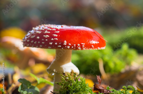 poisonous mushroom amanita in the forest