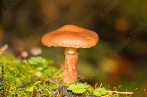 poisonous fungus mushroom