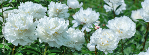 Banner floral background.