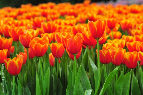 Beautiful blooming tulips in spring on the background blurred.