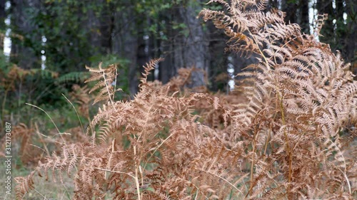 Dry Fern In Forest on the Autumn sun photo