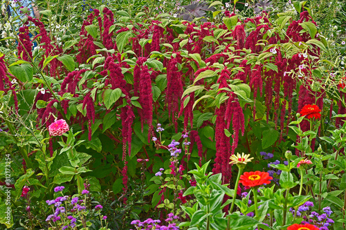 Detail of a flower border with Amaranthus caudatus, Love lies bleeding and Zinnias photo