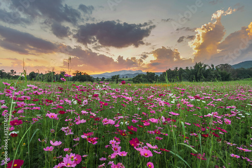 View of the sky and sunset behind the mountains with a cosmos field in front of Chiang Rai  Thailand