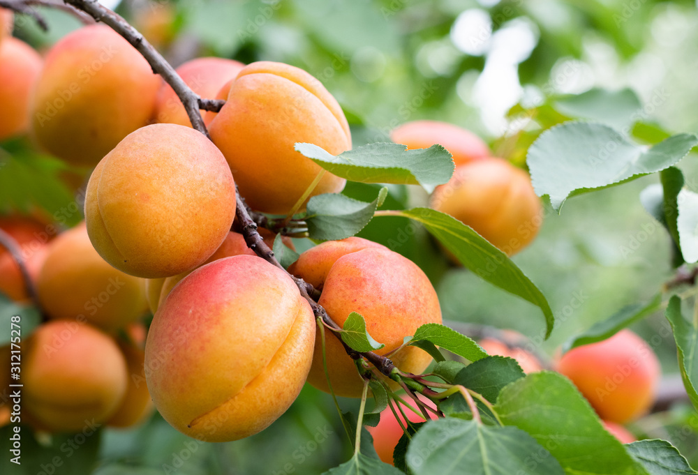 Ripe apricots in the orchard Ripe apricots in the orchard