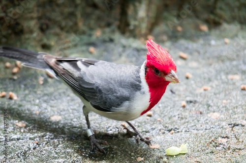 hawaiian red-crested cardinal Paroaria coronata bird