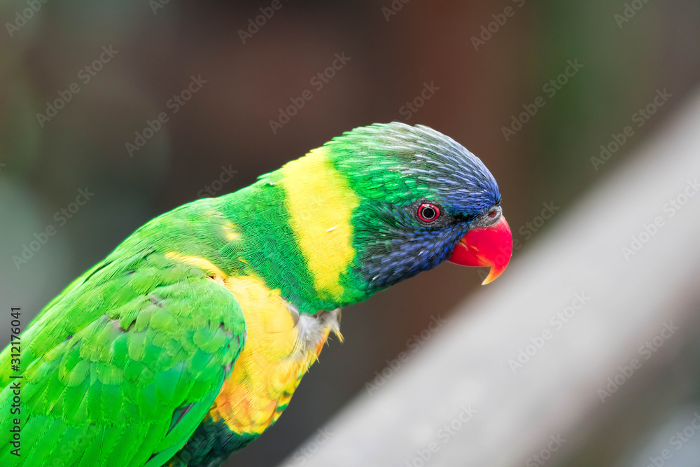 Rainbow Lorikeet, a species of parrot from Australia. Trichoglossus moluccanus Rainbow Lorikeet, a species of parrot from Australia. Trichoglossus moluccanus