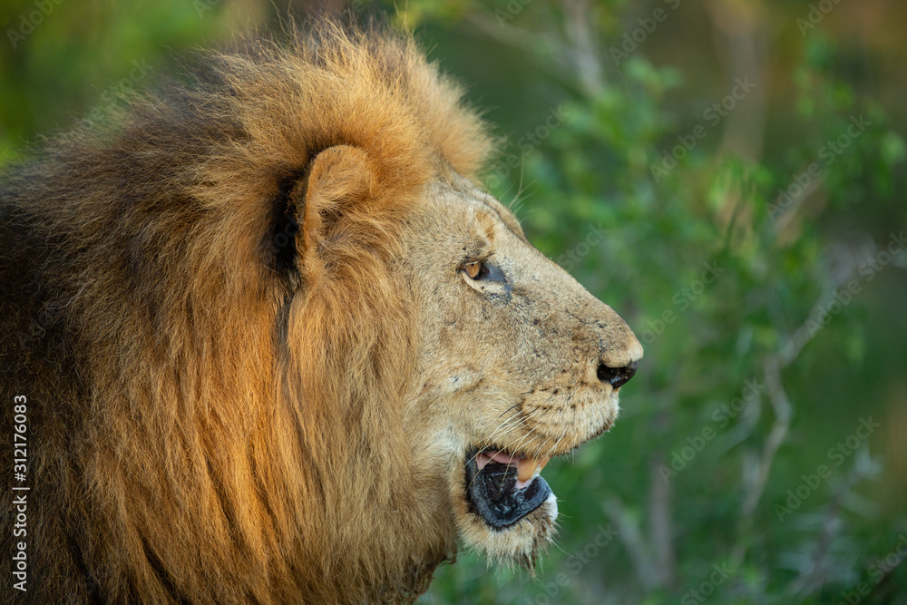 Large dominant male lion in the lowveld region of the Greater Kruger park. Large dominant male lion in the lowveld region of the Greater Kruger park.