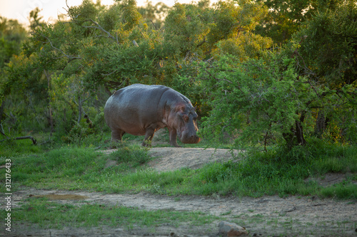 Foto Large male hippo returning to the water after a night of foraging in the bush