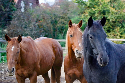 Pferde im Offenstatt © Bardorf Eduard