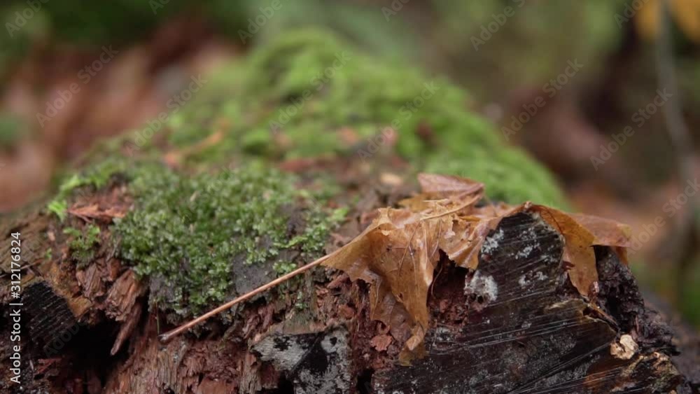 This was taken at a higher frame rate and has been converted to a slow motion video clip. Very close up footage of a log full of leaves and moss. This was taken at a higher frame rate and has been converted to a slow motion video clip. Very close up footage of a log full of leaves and moss.