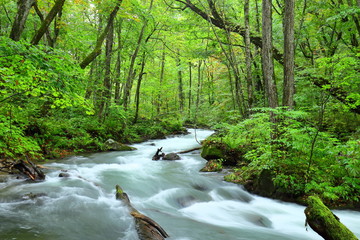 Fotobehang Groen Landscape, Riparian zone, Natural landscape  © JP trip landscape DL