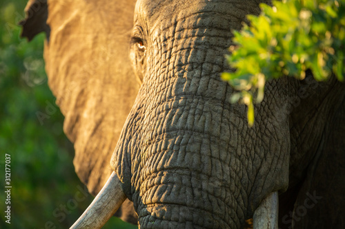 The luscious green of the summer in the low veld region with elephants having a blast with the abundance of water and food.