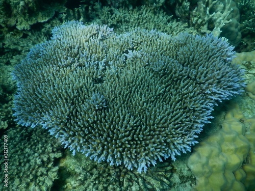 Green Coral Reef