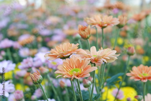 flowers in the garden