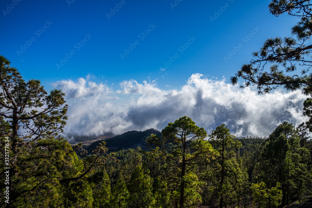 Spain, Tenerife, View above green tree tops in the mountains near volcano teide with dark rain clouds like fog and blue sky