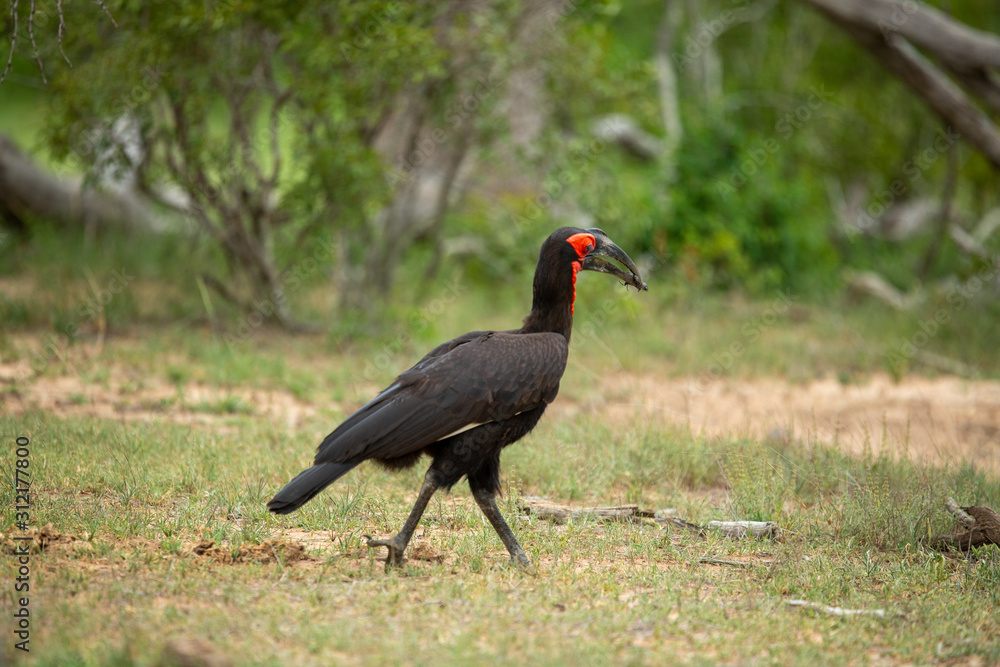 Southern ground Hornbills foraging and walking back to the nest with their prize in their beak for their young Southern ground Hornbills foraging and walking back to the nest with their prize in their beak for their young