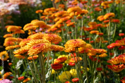 flowers in the garden