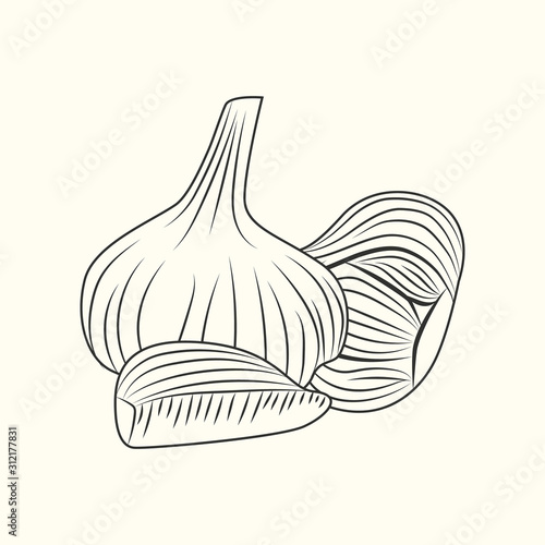 Hand drawn garlic. Bulb of garlic isolated on background.