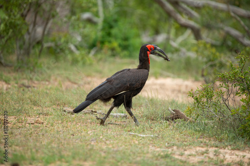Southern ground Hornbills foraging and walking back to the nest with their prize in their beak for their young