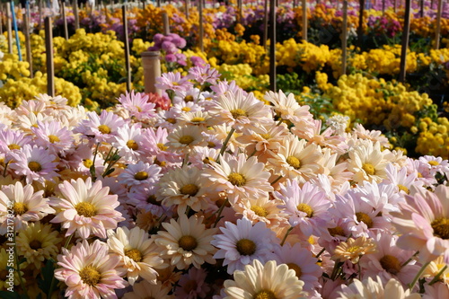 flowers in the garden