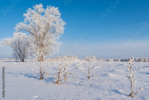 Winter, frost, dry grass on the field, trees, bushes and forest in the background covered with frost, bright blue sky.