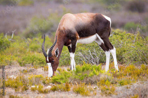 Close up of a Bontebok (Damaliscus pygargus) grassing in fynbos vegetation, De Hoop Nature Reserve, South Africa