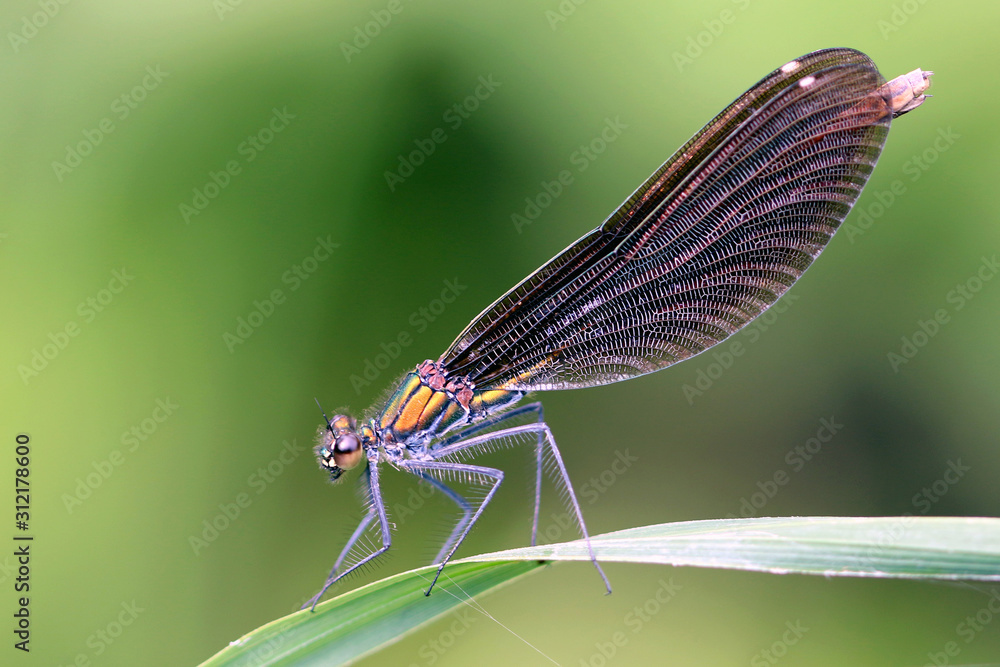 dragonfly dragonfly
