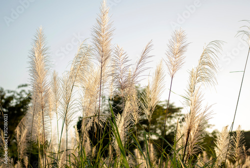 Ears of grass flower waving against the wind in peaceful landscape before sunset.