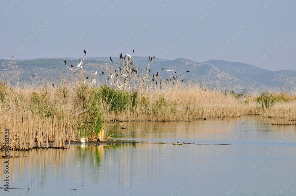flock of birds on lake