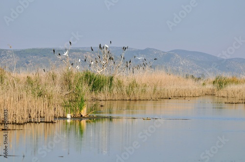 flock of birds on lake © Zeynel