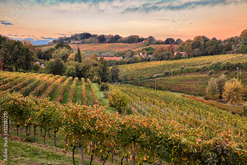 Plakat w ramie Faenza, Ravenna, Emilia Romagna, Italy: landscape of the countryside with vineyards