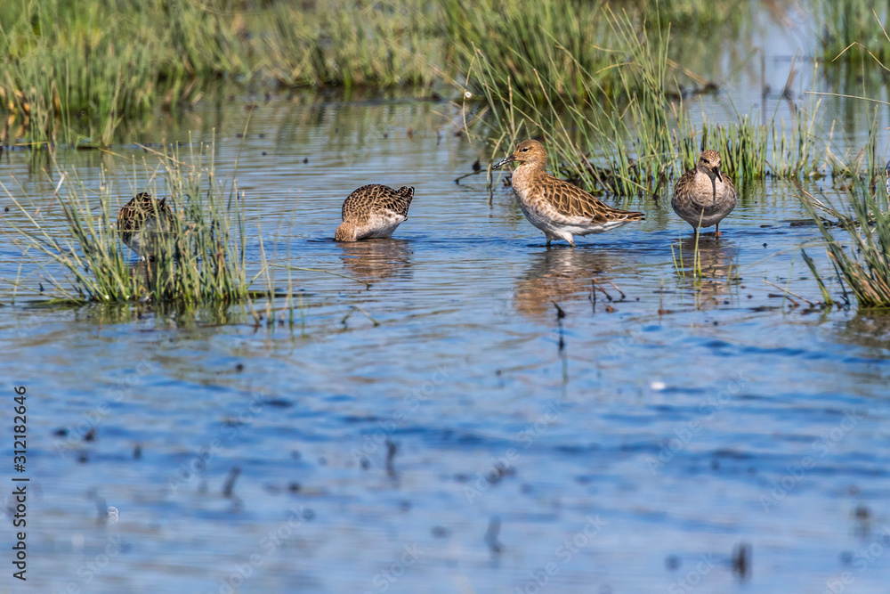 Ruff (Philomachus pugnax)