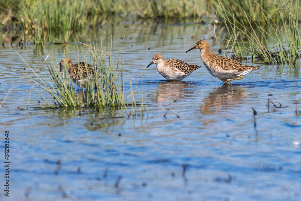 Ruff (Philomachus pugnax)