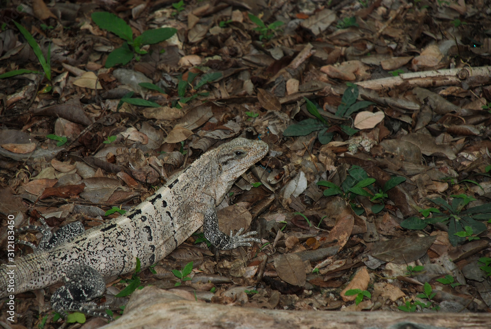 Obraz premium A Common Spiny-tailed Iguana (Ctenosaura similis)