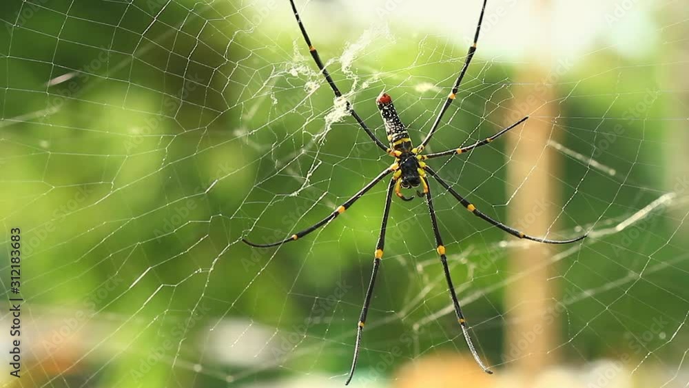 Close up view of Nephila pilipes spider or Golden silk orb-weaver or Giant Wood Spider on spider web in the jungle Close up view of Nephila pilipes spider or Golden silk orb-weaver or Giant Wood Spider on spider web in the jungle