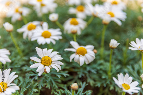 Big white daisy in Provence at spring