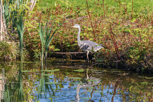 Gray heron is stands on a water