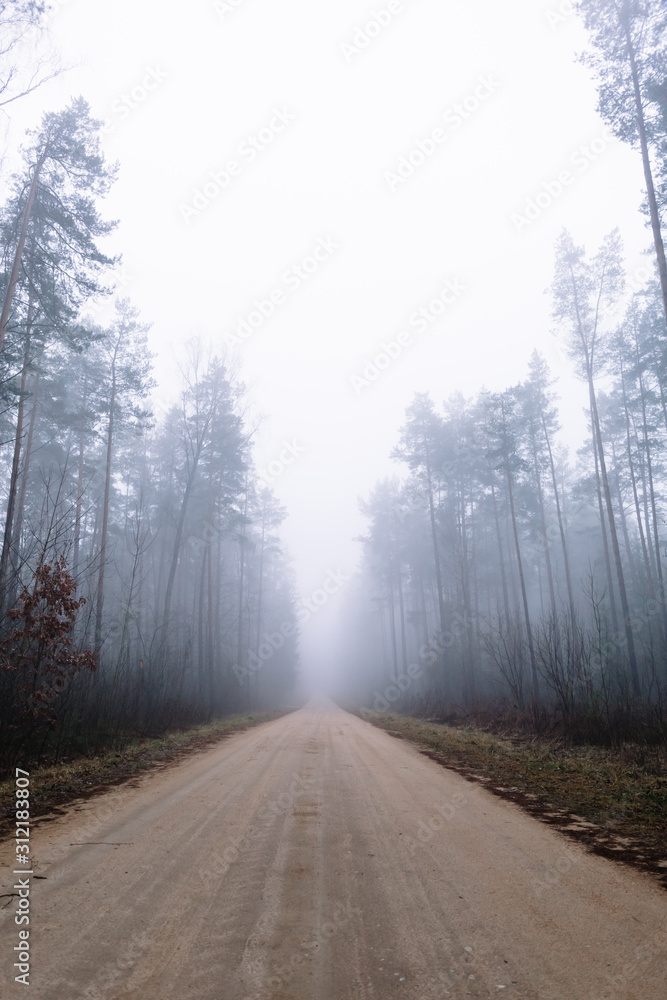 country road in a misty forest with tall pine trees country road in a misty forest with tall pine trees