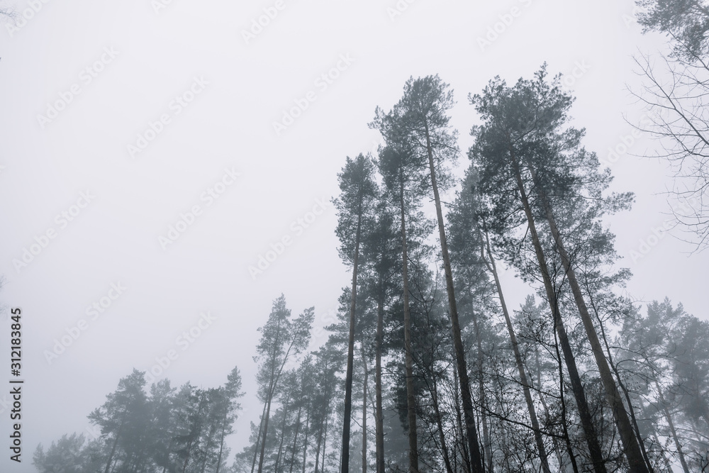 tops of pines in the woods against the grey sky on a misty day tops of pines in the woods against the grey sky on a misty day