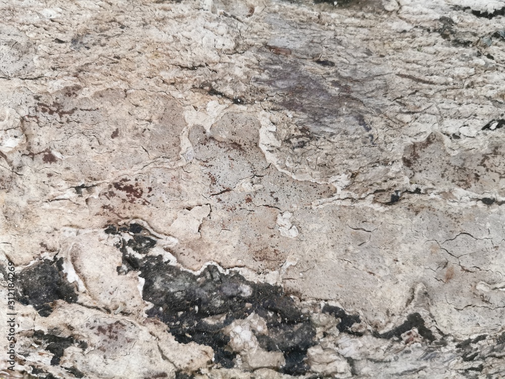 Dry tree bark texture for background and wallpaper. Texture of wood in close up Dry tree bark texture for background and wallpaper. Texture of wood in close up