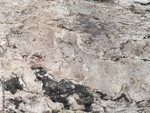 Wallpaper Mural Dry tree bark texture for background and wallpaper. Texture of wood in close up Torontodigital.ca