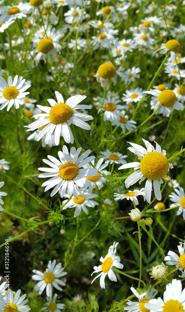 Beautiful daisies in a summer field Beautiful daisies in a summer field