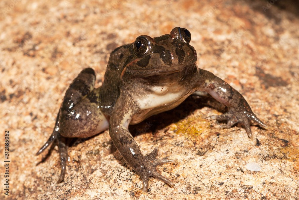 Fototapeta premium Long-thumbed Frog